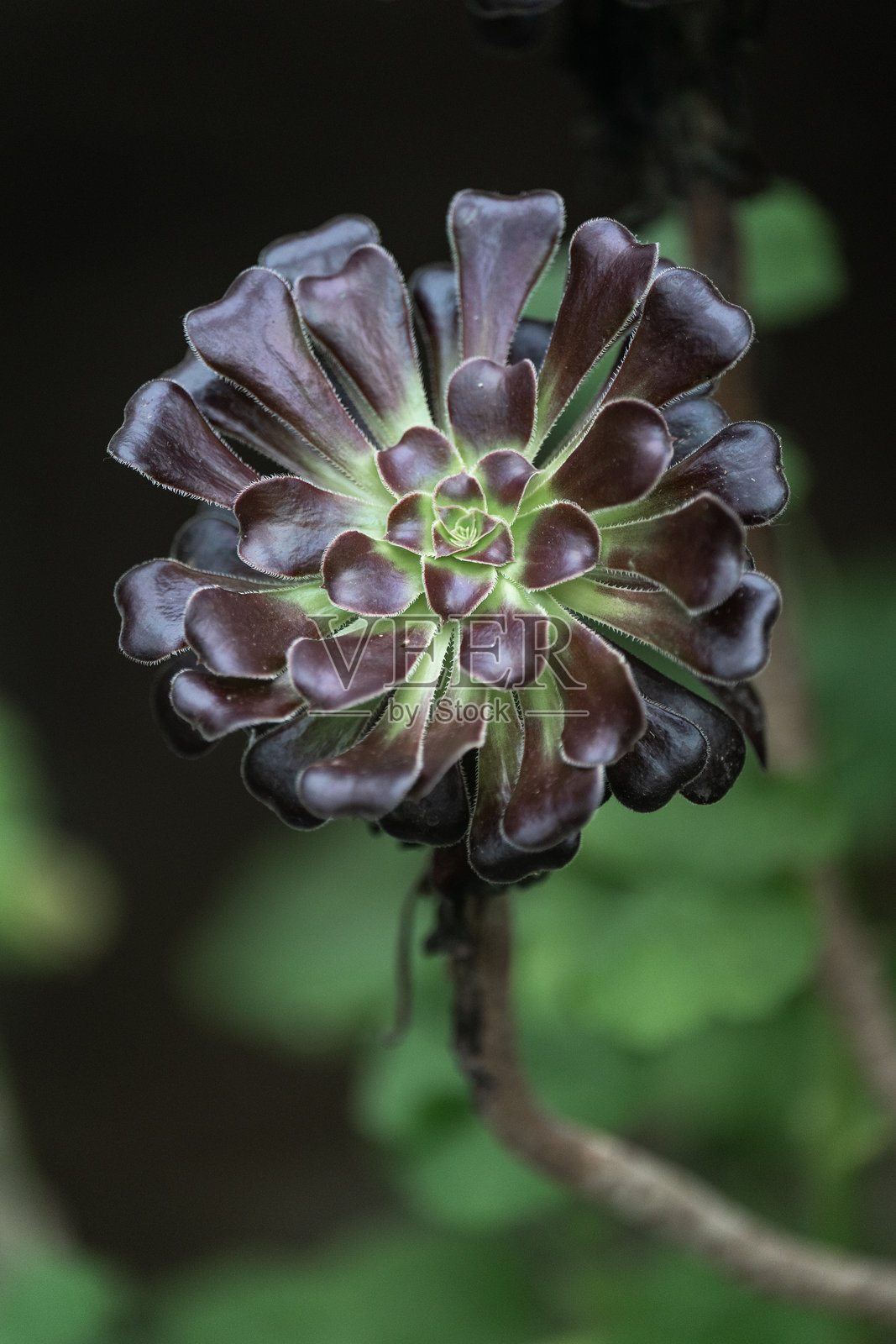 生长的黑法师照片摄影图片