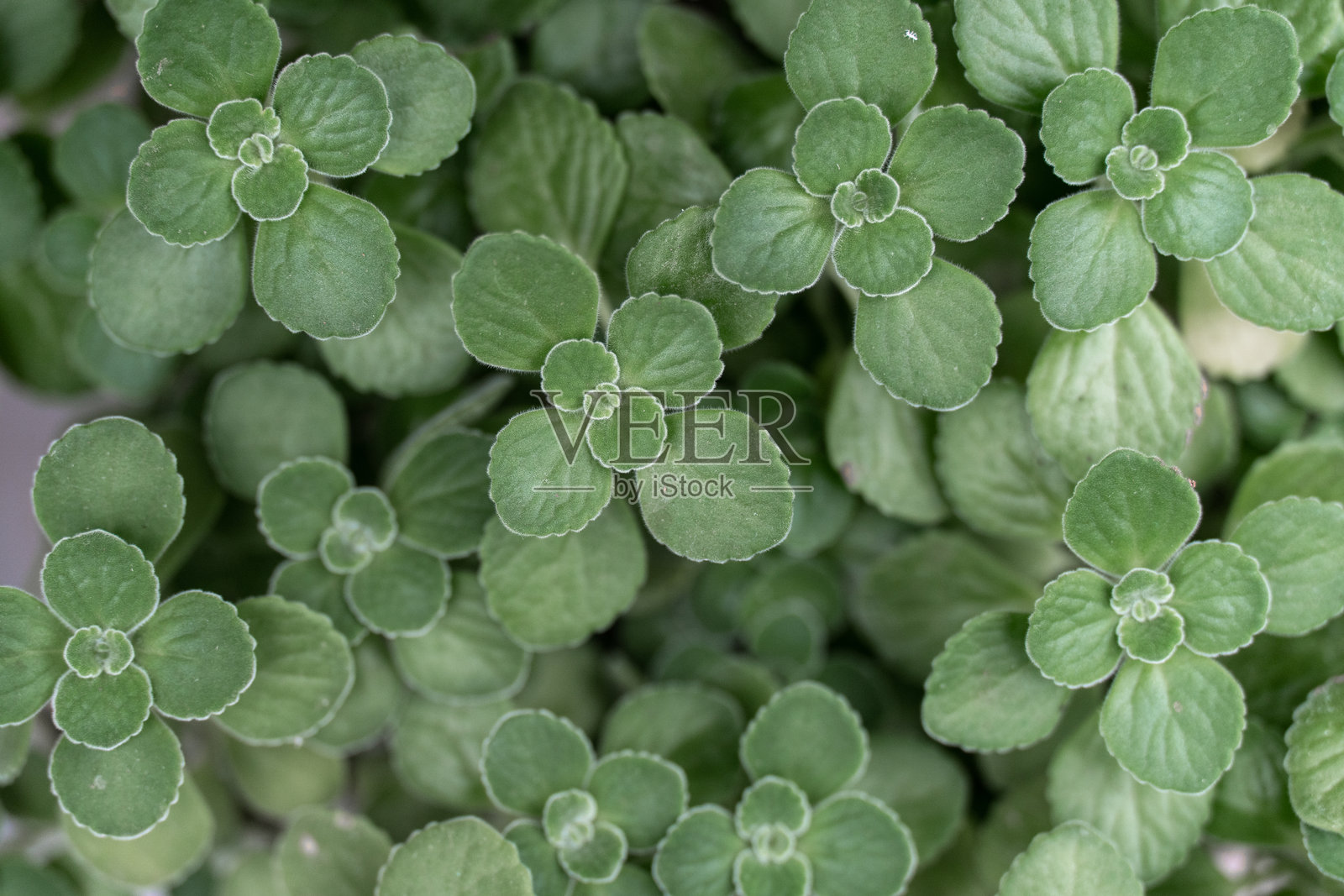 生长的碰碰香照片摄影图片