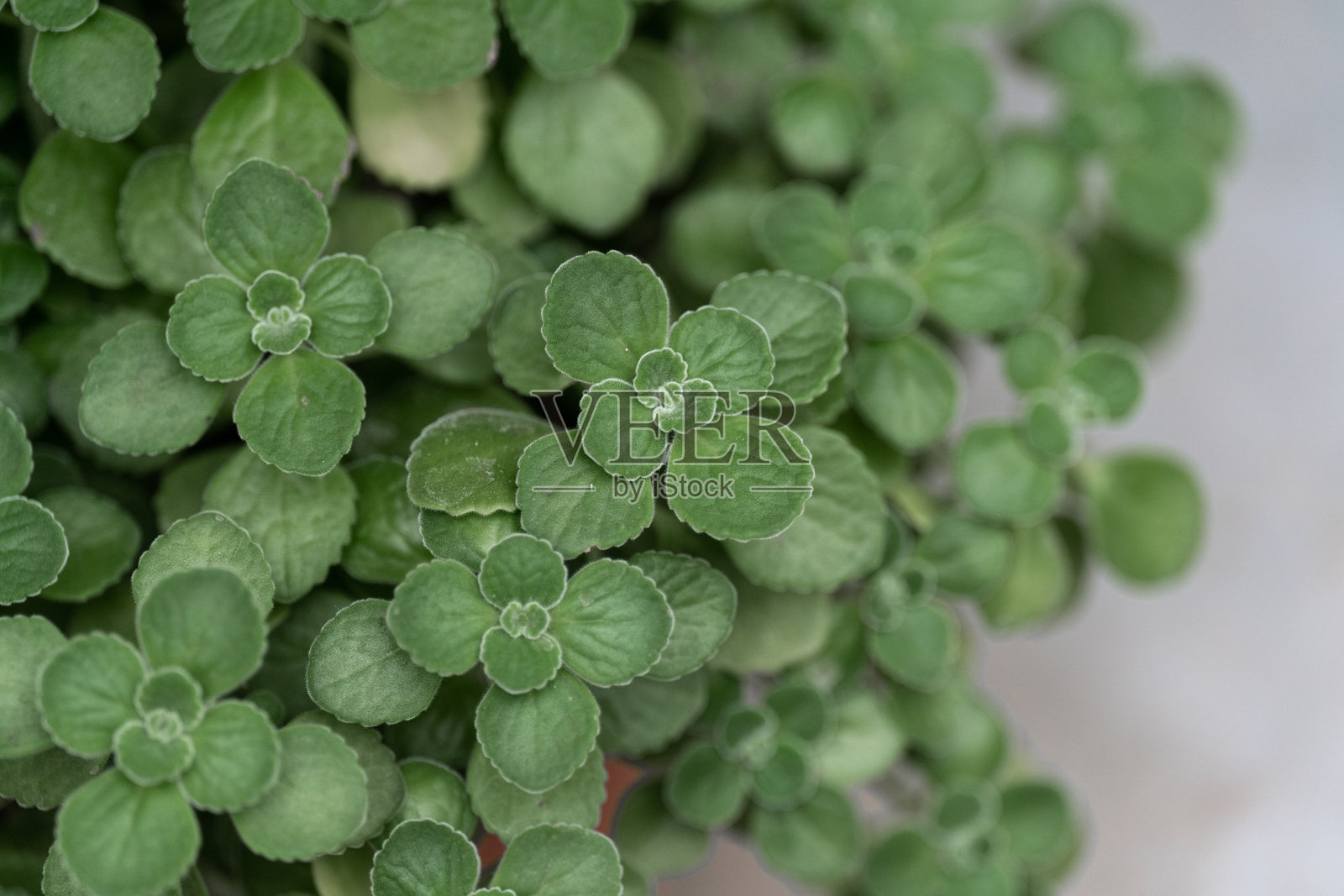 生长的碰碰香照片摄影图片