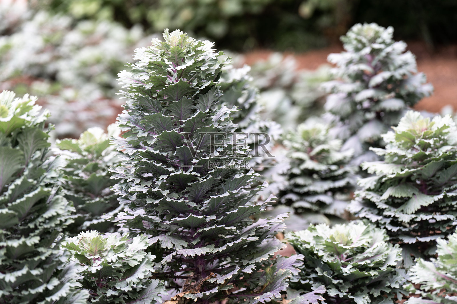 地里生长的多肉植物照片摄影图片