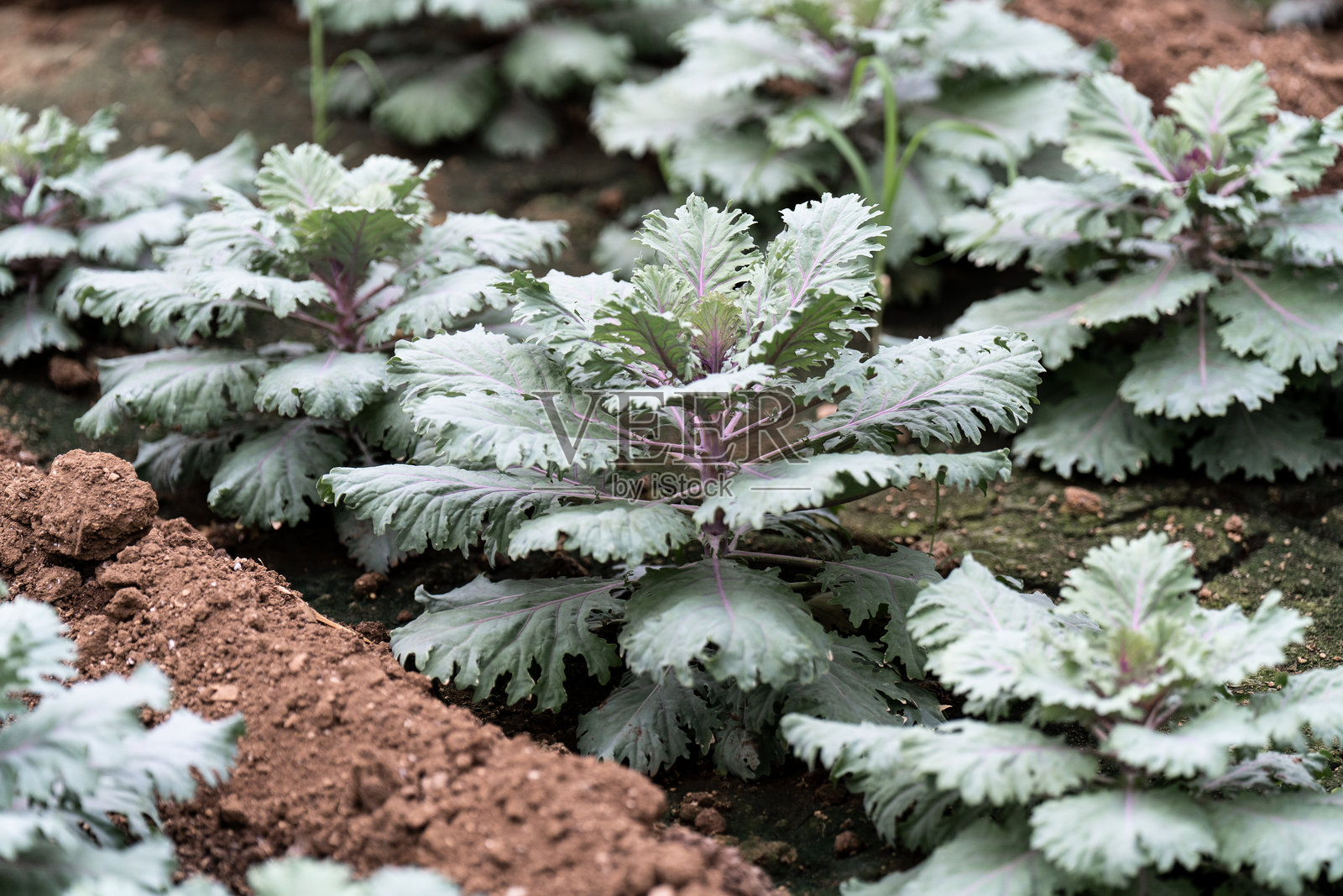 地里生长的多肉植物照片摄影图片