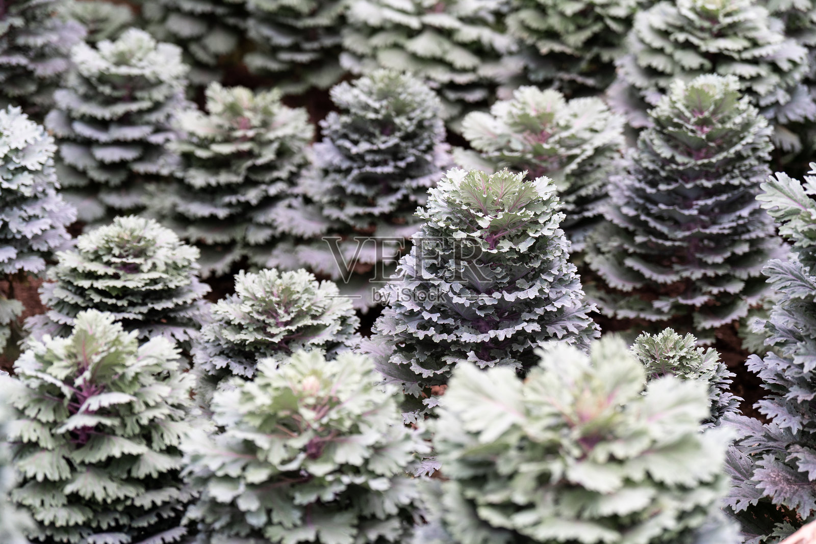 地里生长的多肉植物照片摄影图片