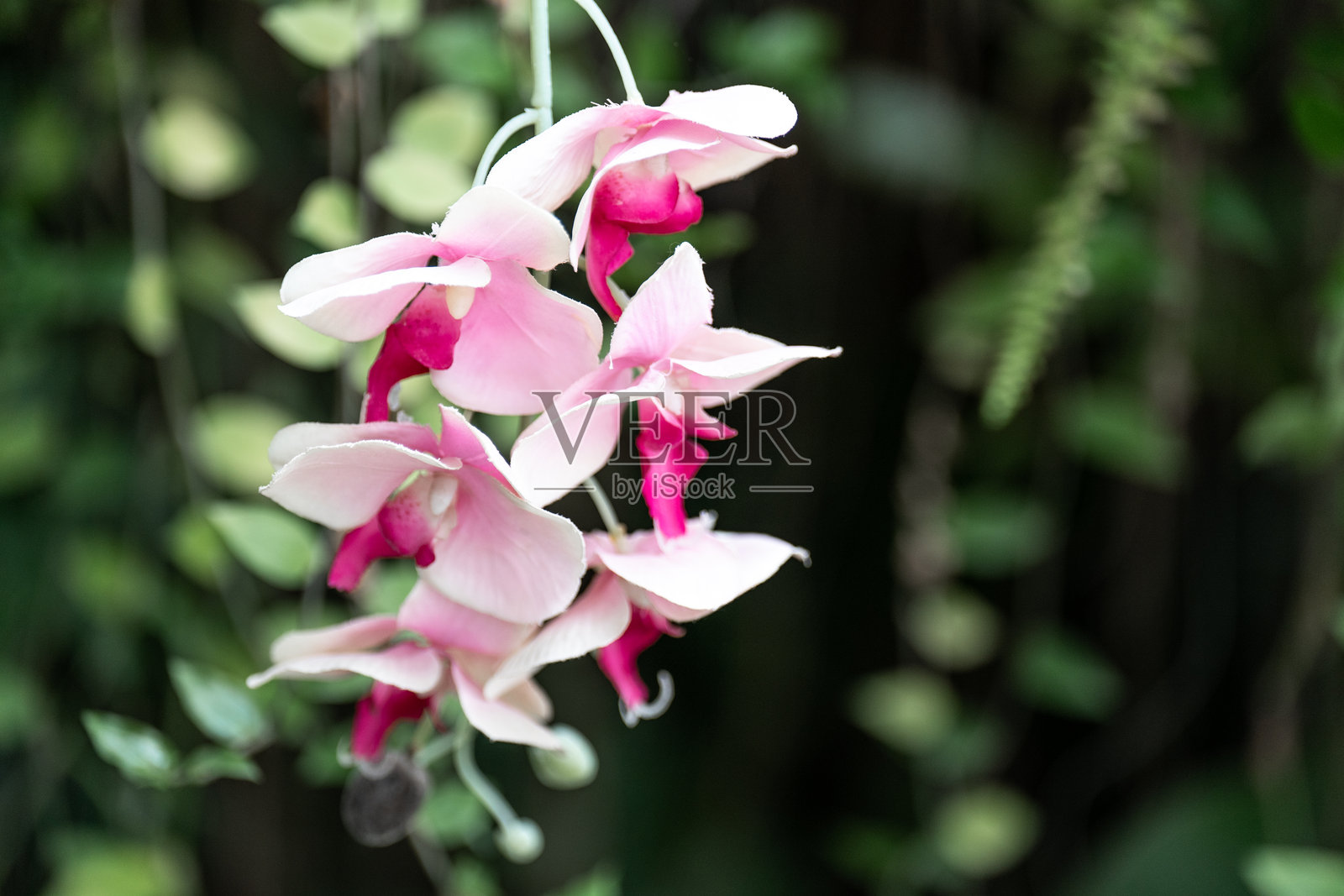 盛开的蝴蝶兰花照片摄影图片