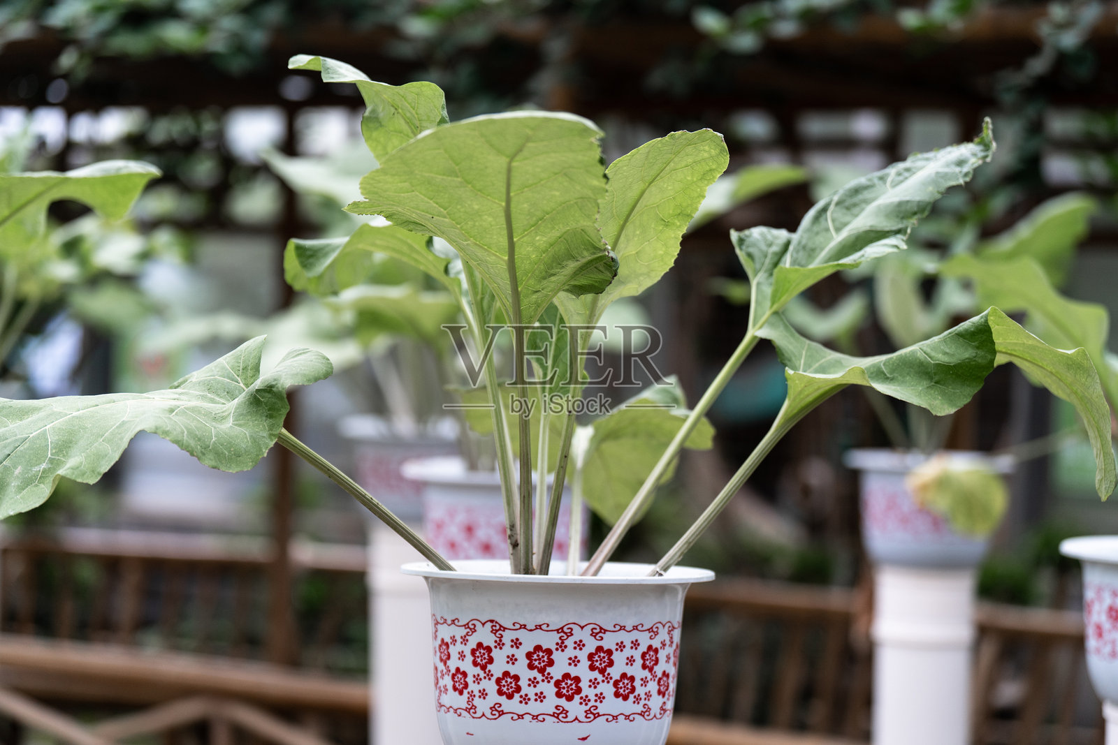 盆栽蒲公英照片摄影图片