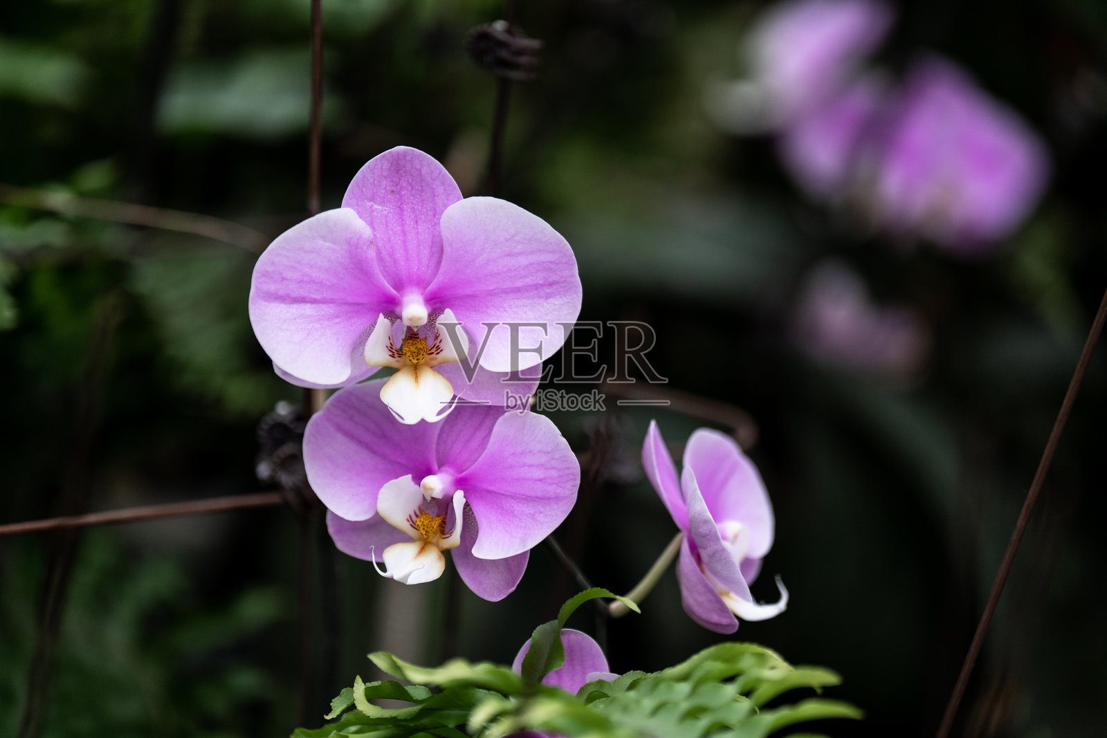 盛开的蝴蝶兰花照片摄影图片