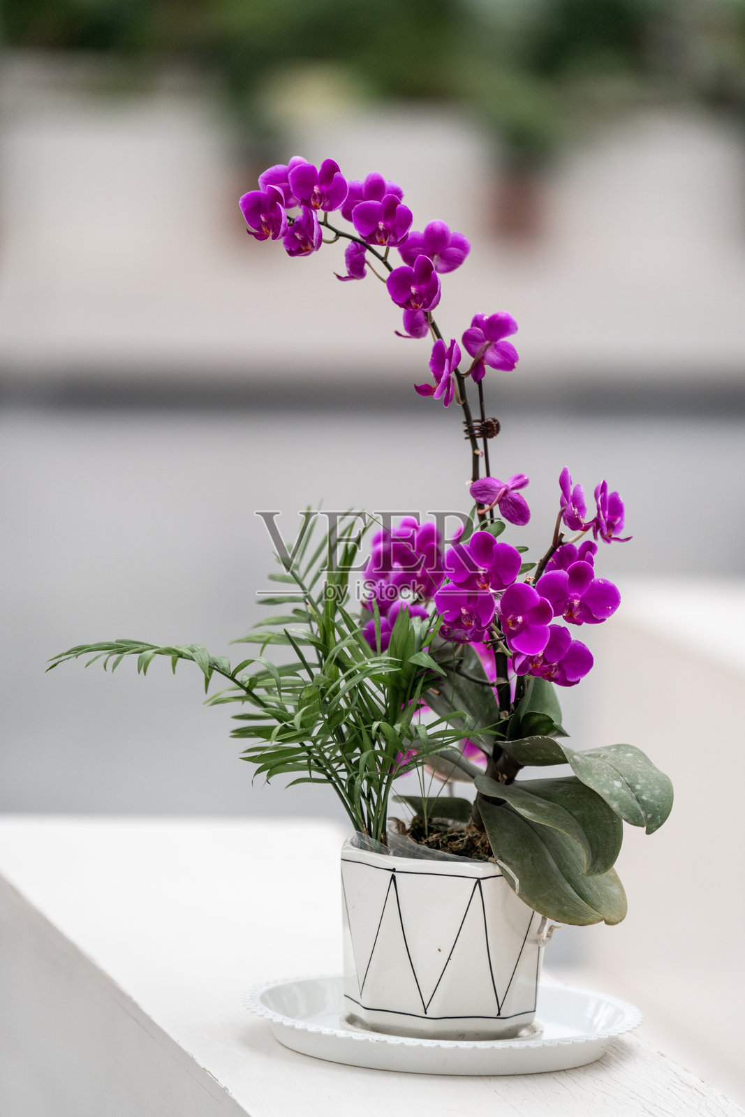 盛开的蝴蝶兰花照片摄影图片