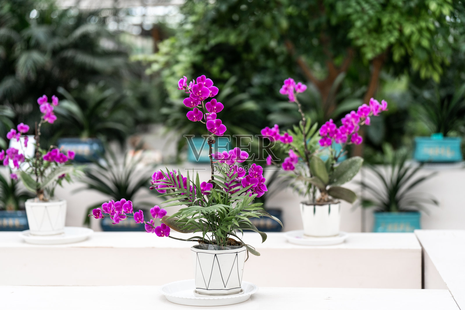 盛开的蝴蝶兰花照片摄影图片