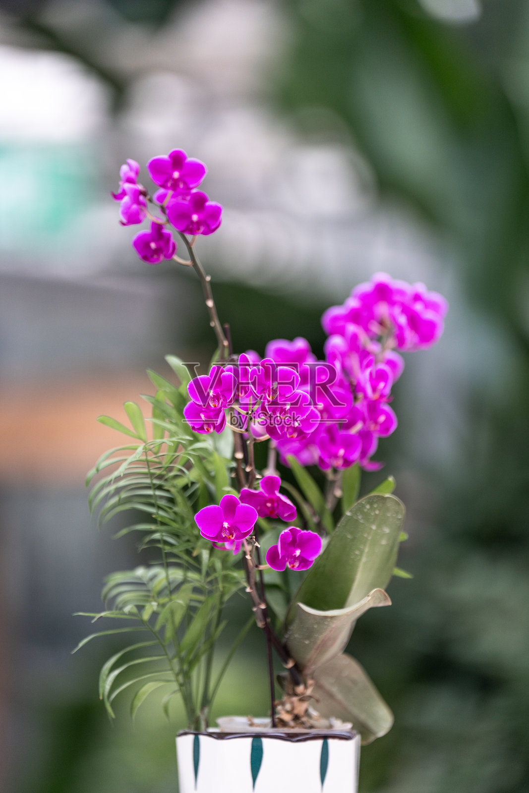 盛开的蝴蝶兰花照片摄影图片