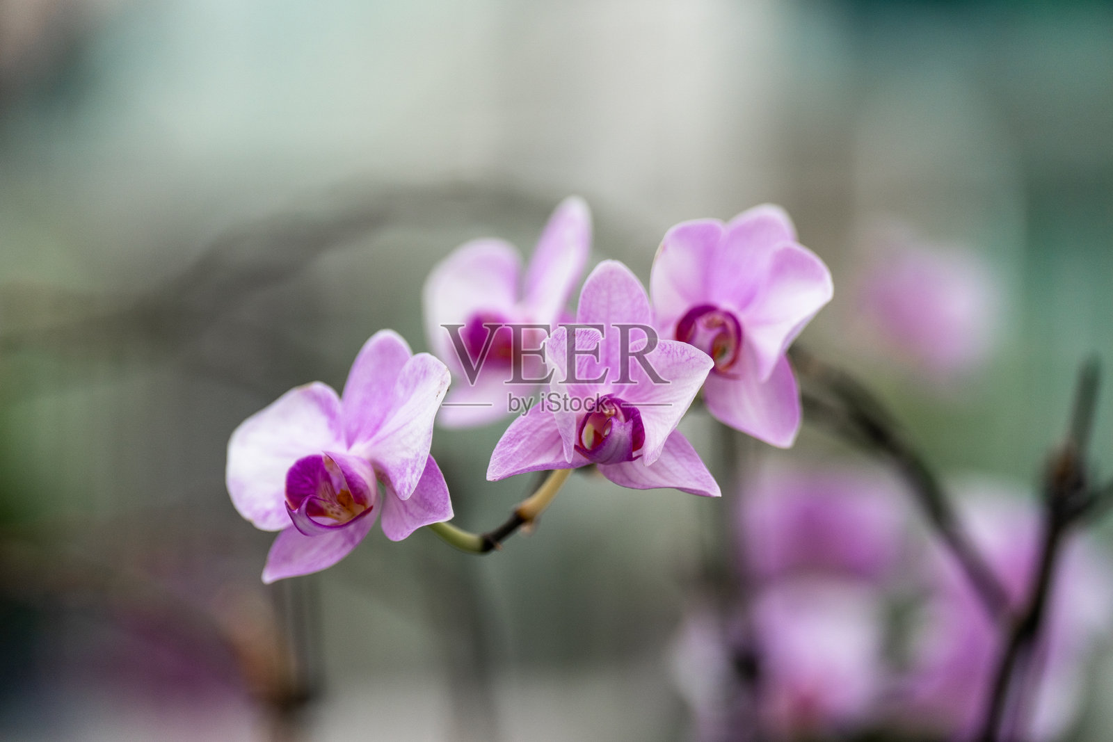 盛开的蝴蝶兰花照片摄影图片