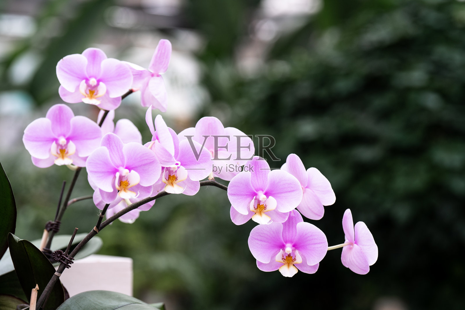 盛开的蝴蝶兰花照片摄影图片