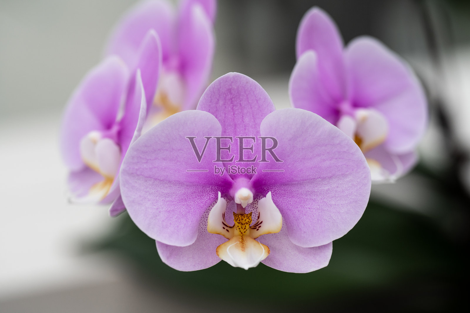 盛开的蝴蝶兰花照片摄影图片