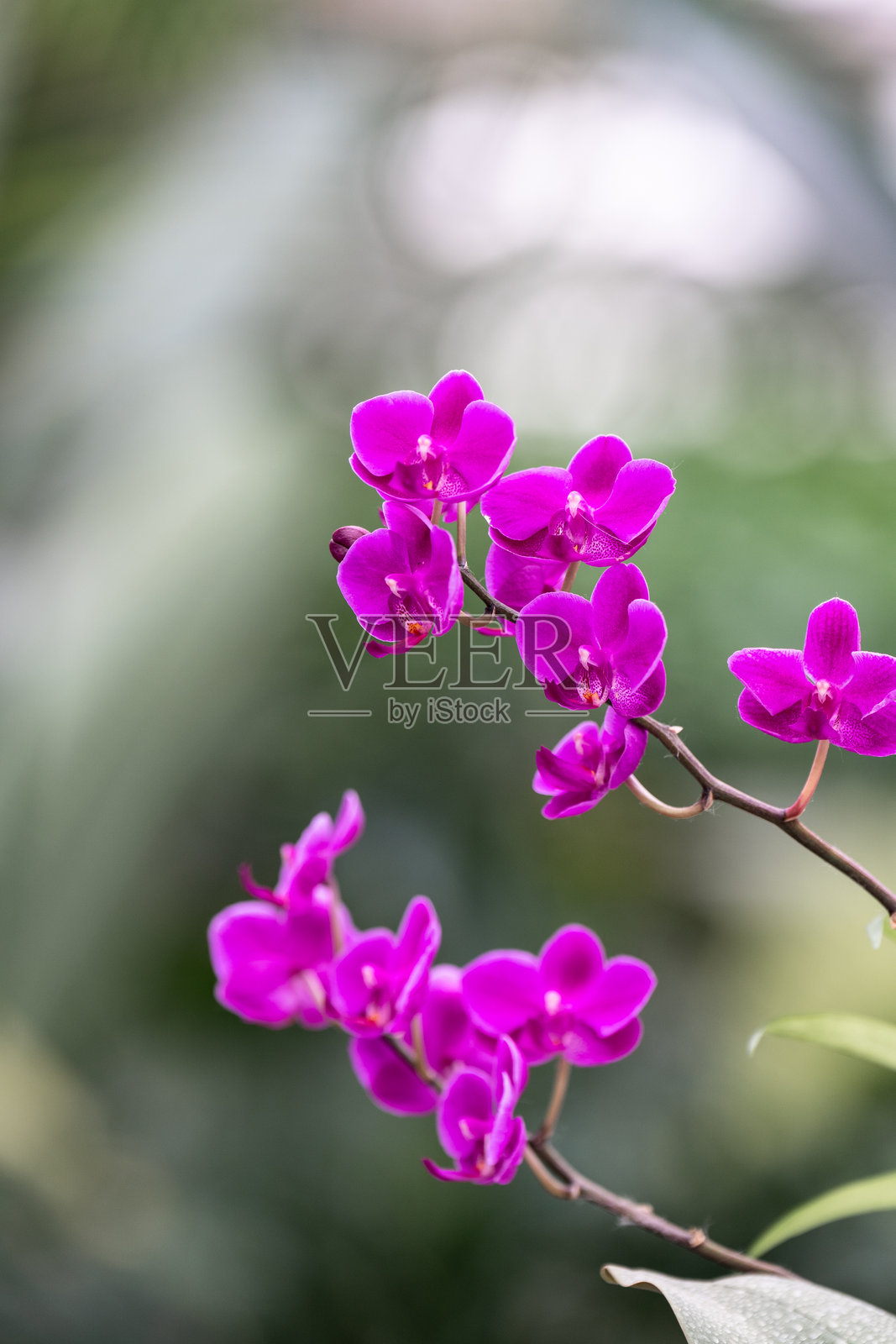 盛开的蝴蝶兰花照片摄影图片