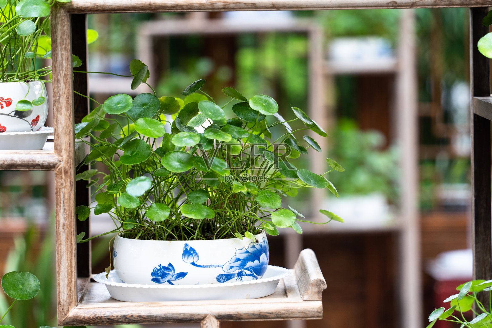 盆栽铜钱草照片摄影图片