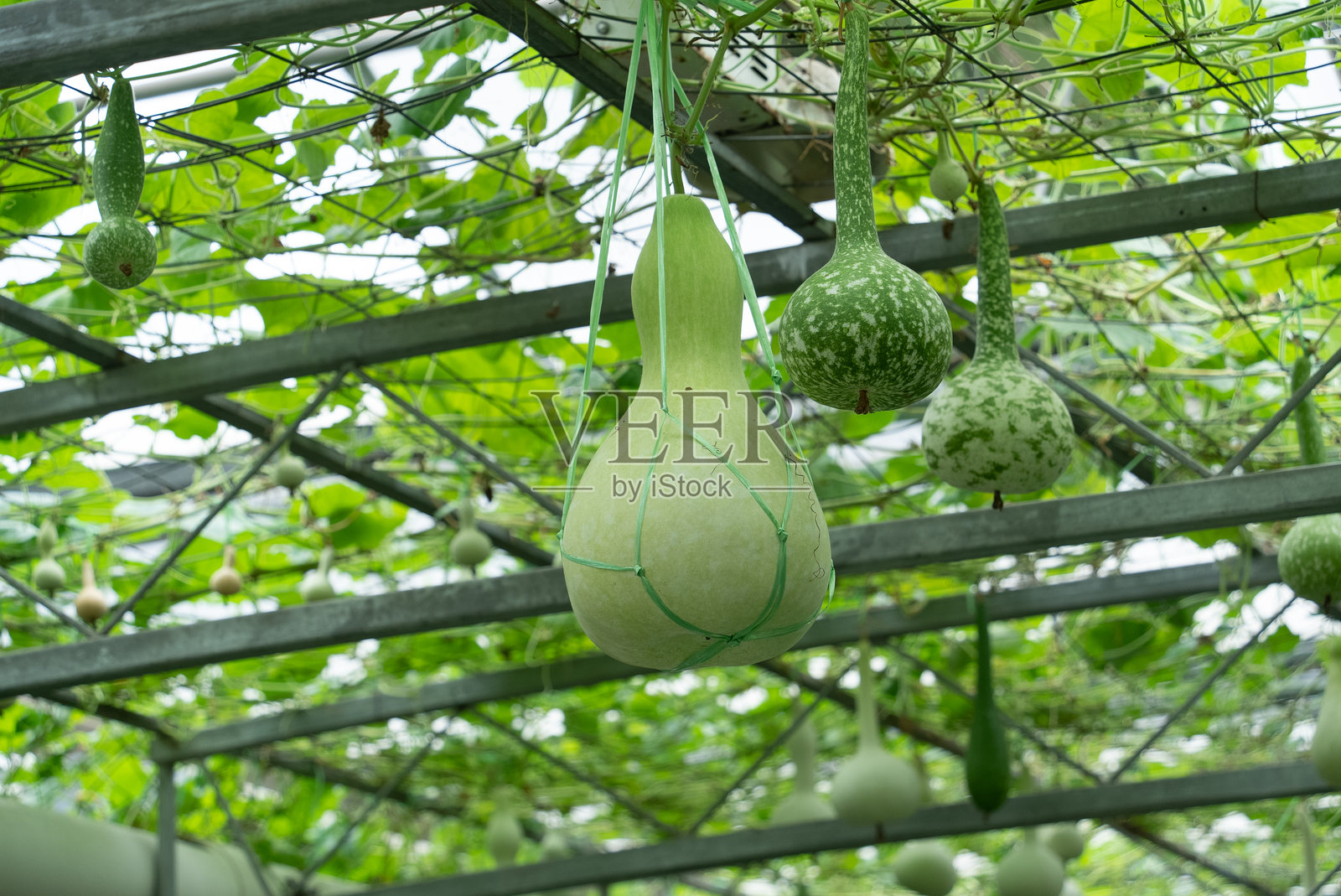 结在藤上的葫芦瓜照片摄影图片