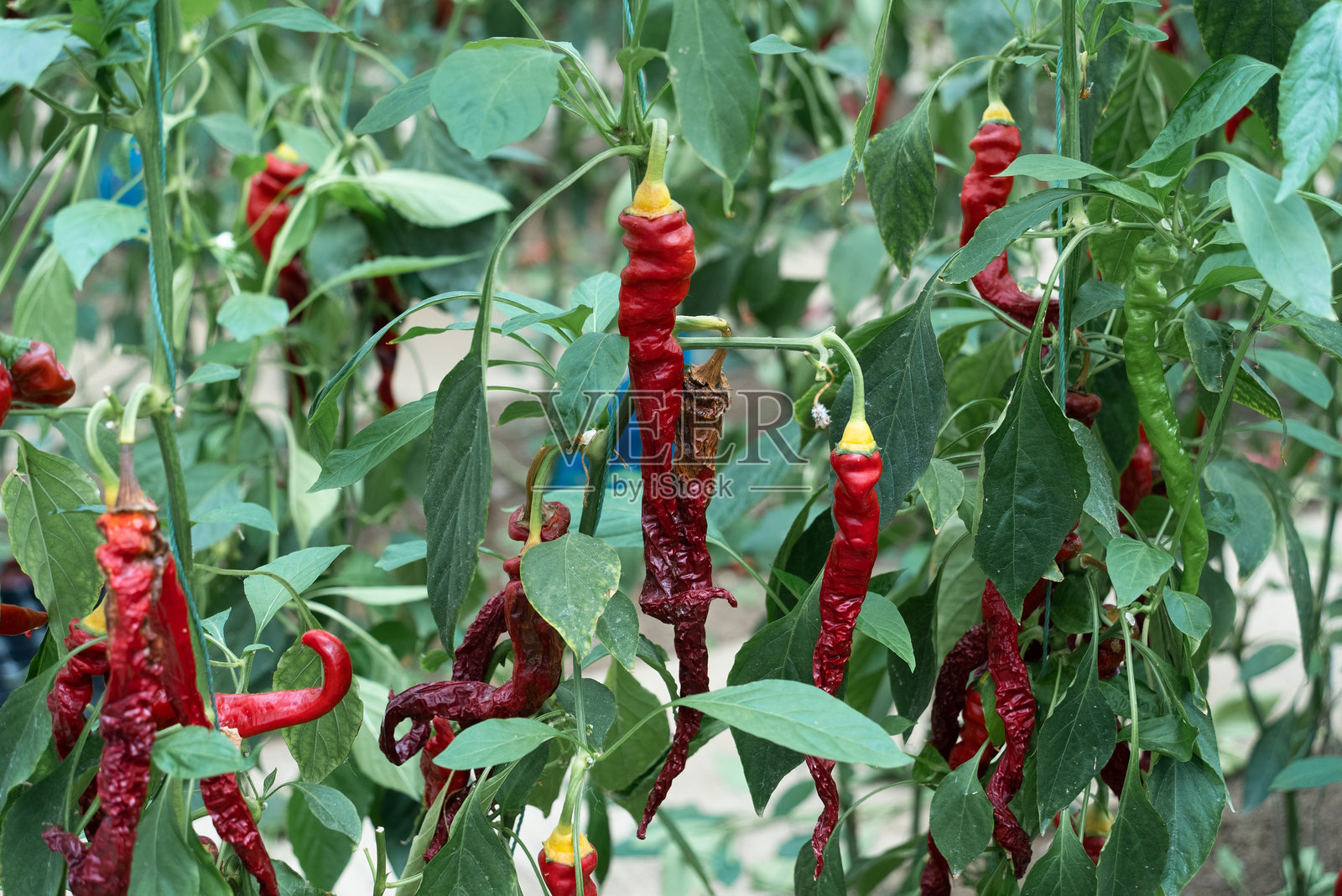 菜地里生长的辣椒照片摄影图片