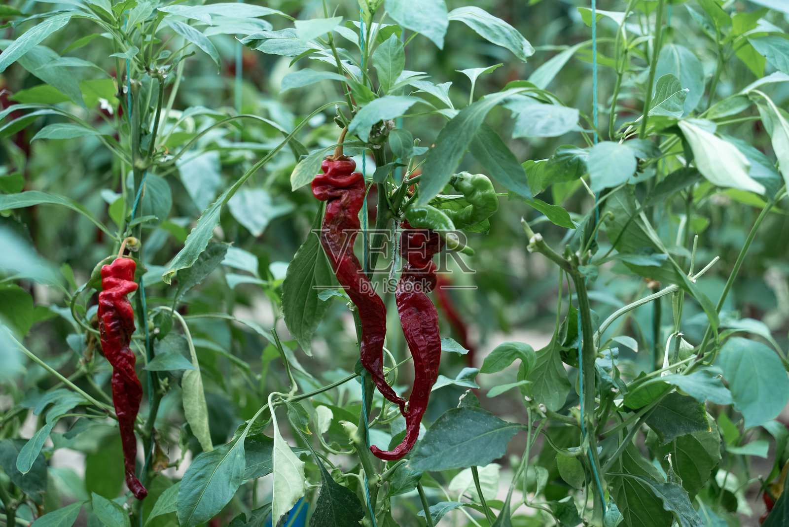 菜地里生长的辣椒照片摄影图片