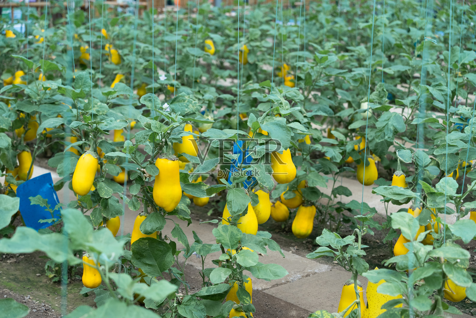 大棚菜地生长茄子照片摄影图片