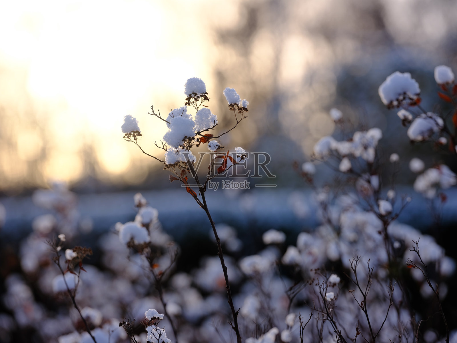 樱花特写在田野上照片摄影图片