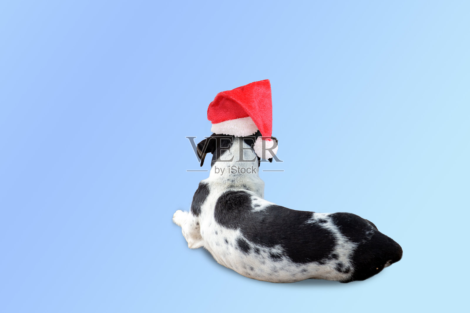 搞笑的狗狗在等待圣诞庆祝活动。照片摄影图片