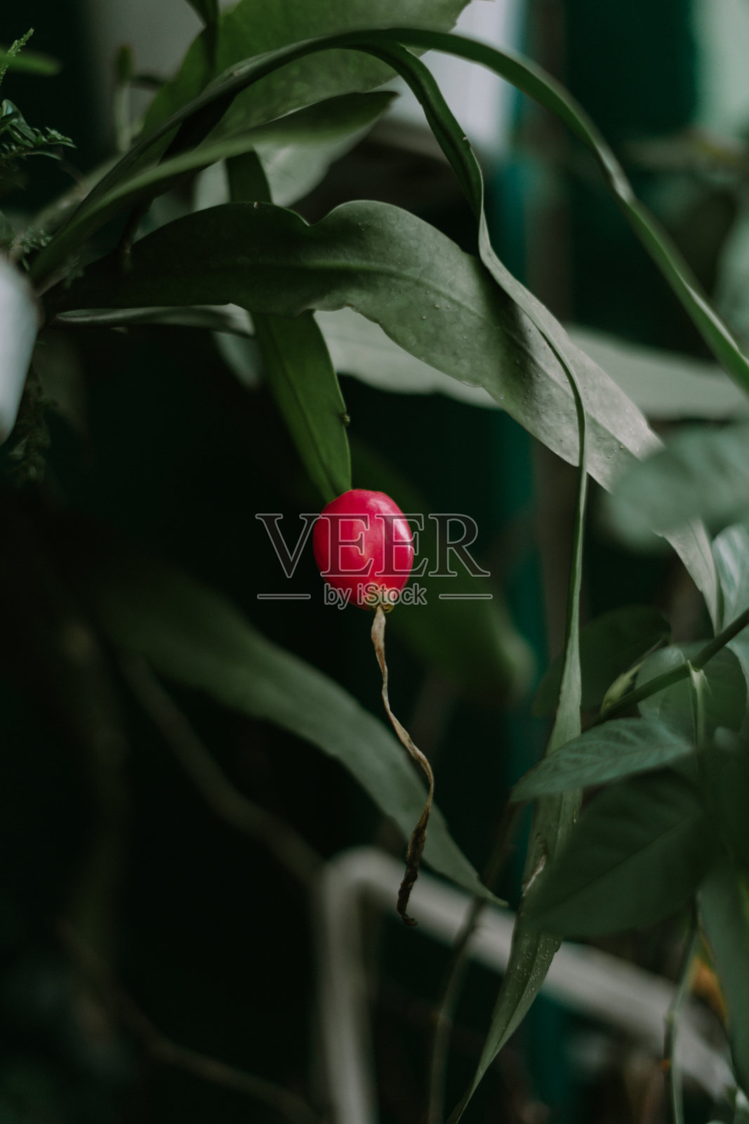 玫瑰果，也称为玫瑰果实、玫瑰鹰和玫瑰肝，是多种玫瑰植物的附属果实。照片摄影图片