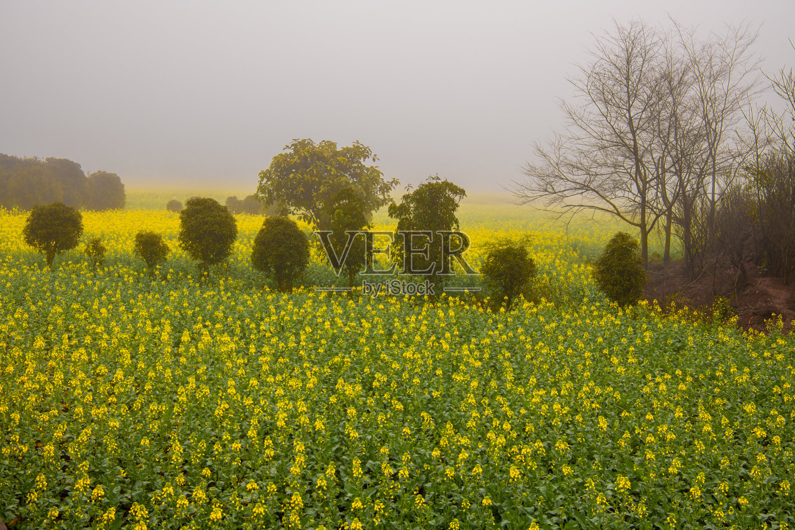 云南罗平的油菜花田，每年春天的某个时刻，清晨浓雾弥漫。照片摄影图片