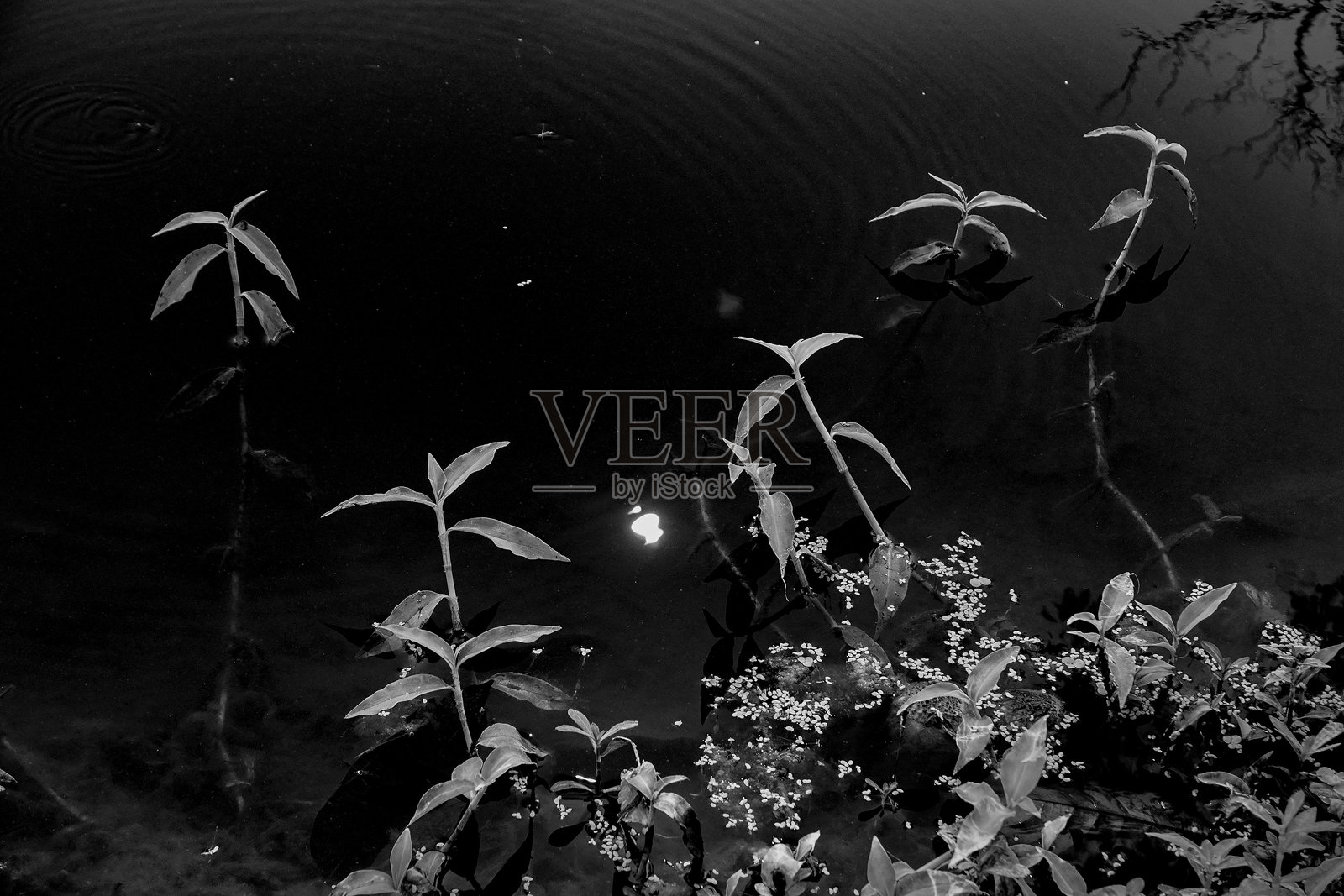 黑白色调的池塘景观，水面上方有树叶。单色自然，印度西孟加拉邦霍拉。照片摄影图片