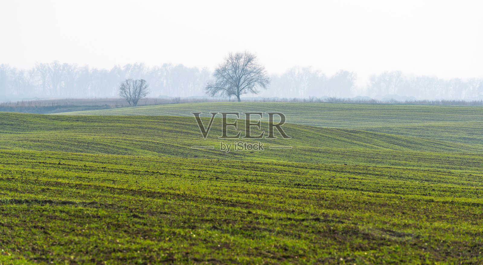 雾霭弥漫的秋日田野，冬小麦已发芽照片摄影图片
