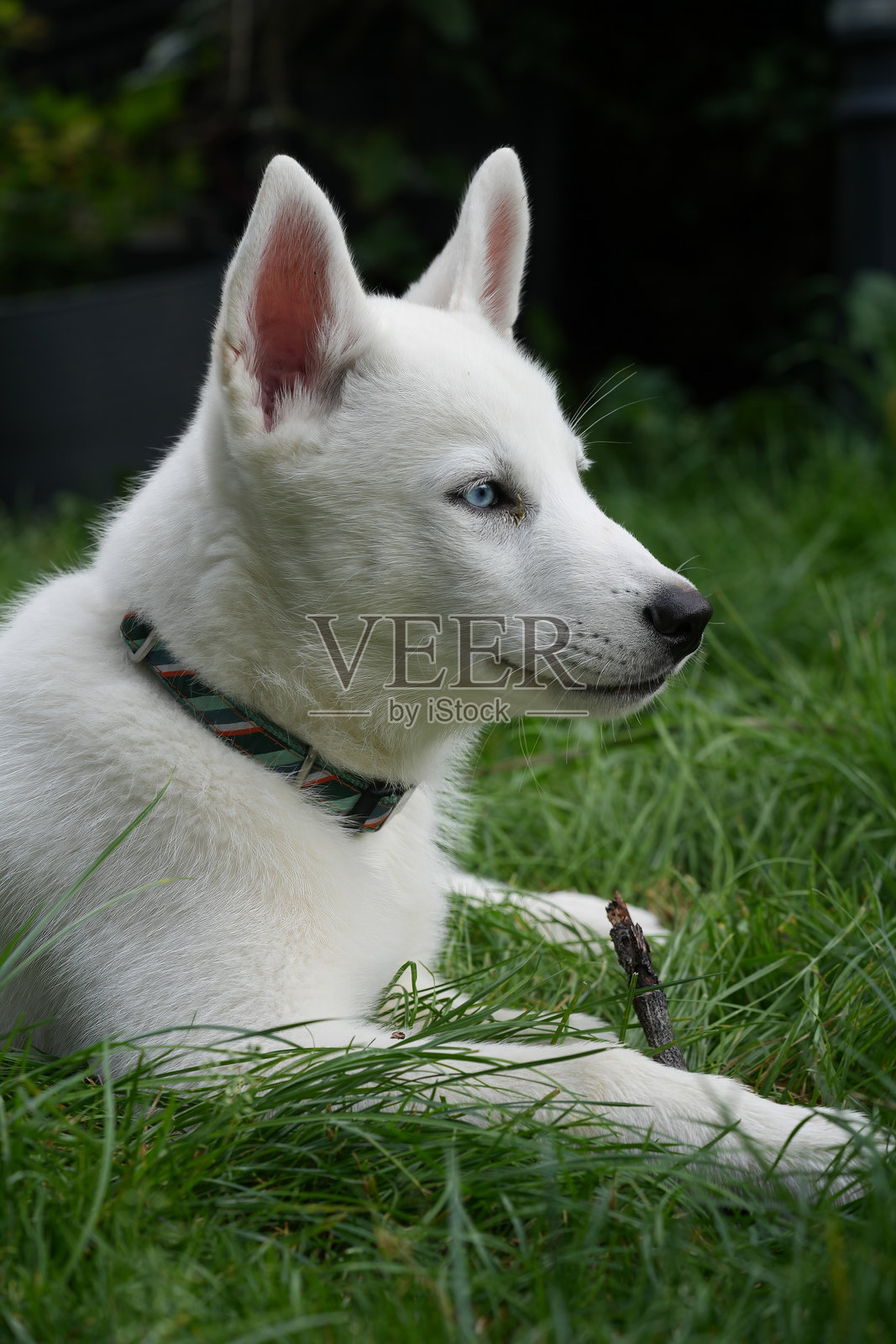 白色幼年纯种哈士奇小狗在草地上卧着的特写镜头照片摄影图片