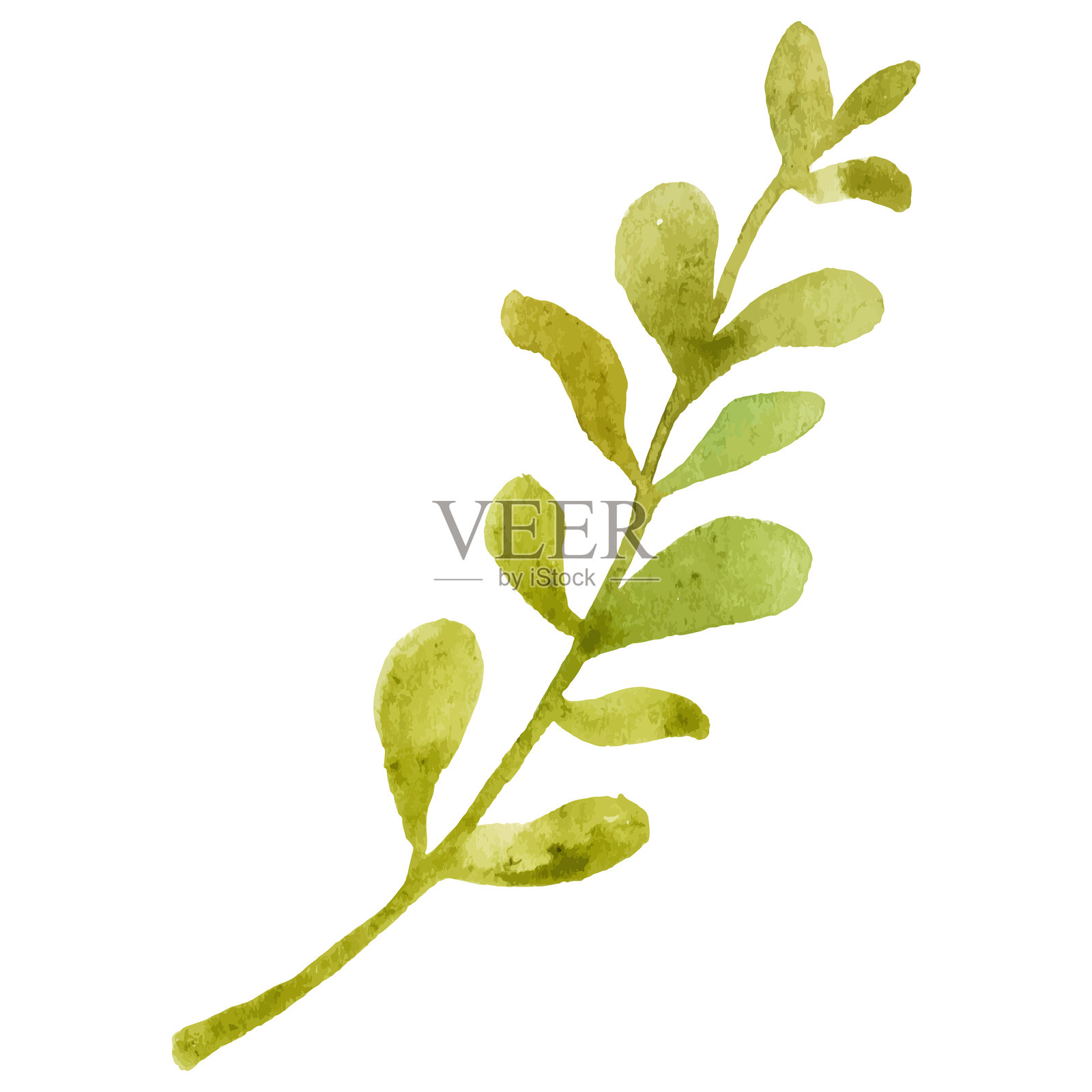 水彩画的花枝 手绘花卉设计元素，独立于白色背景插画图片素材