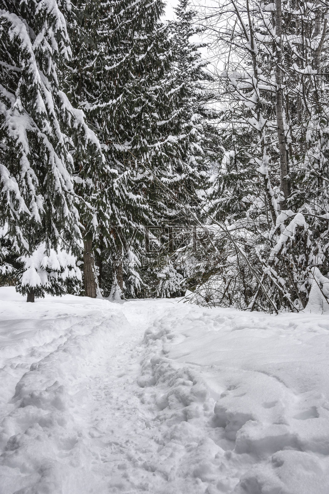 一条穿过松树林的厚冬雪小径。该小径可用于徒步旅行、雪鞋行走和越野滑雪。照片摄影图片