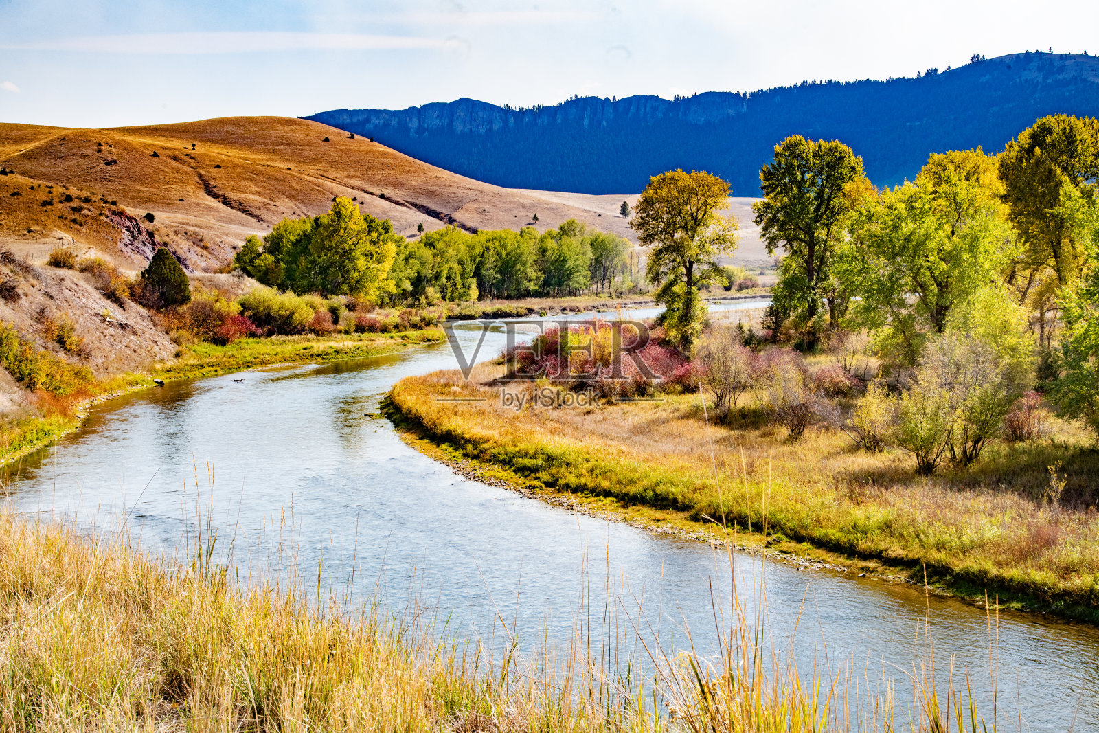 蒙大拿静谧河流上的秋叶照片摄影图片