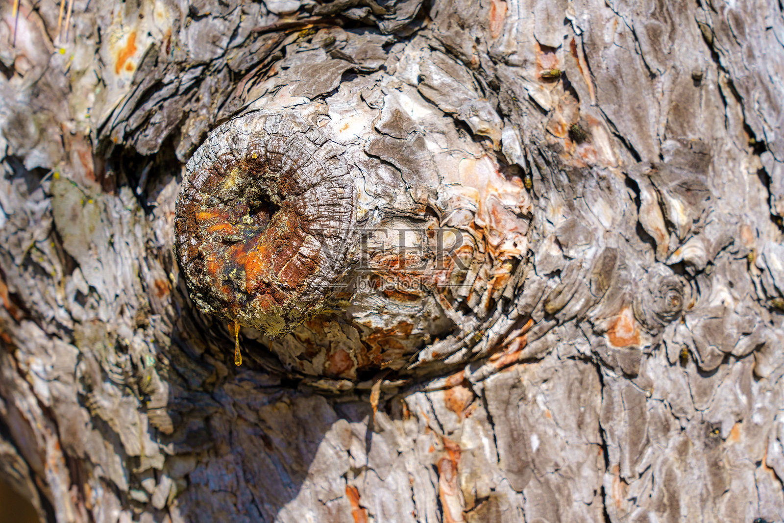 树木结节树干树皮照片摄影图片