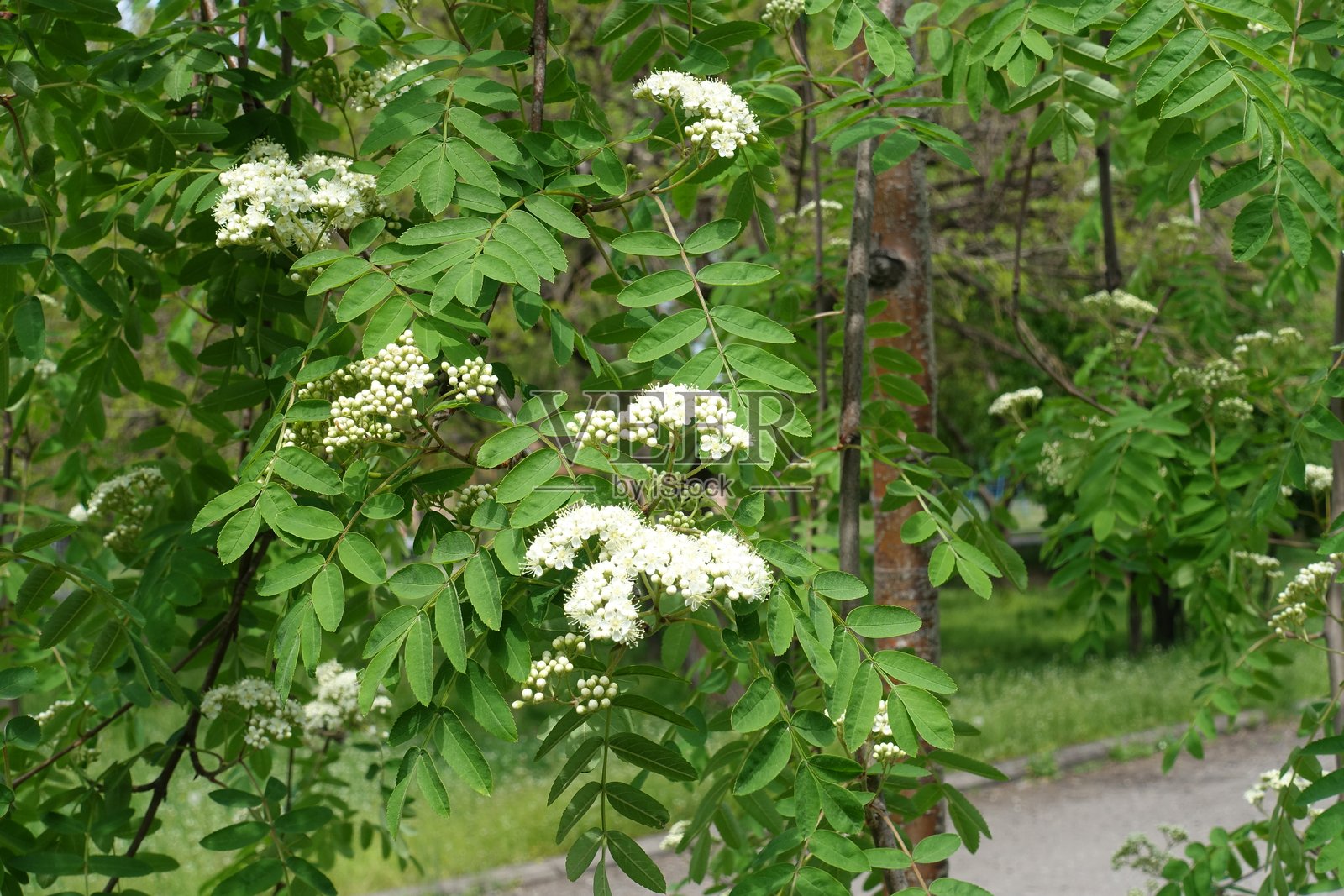 五月中旬的山楂树盛开的枝条照片摄影图片