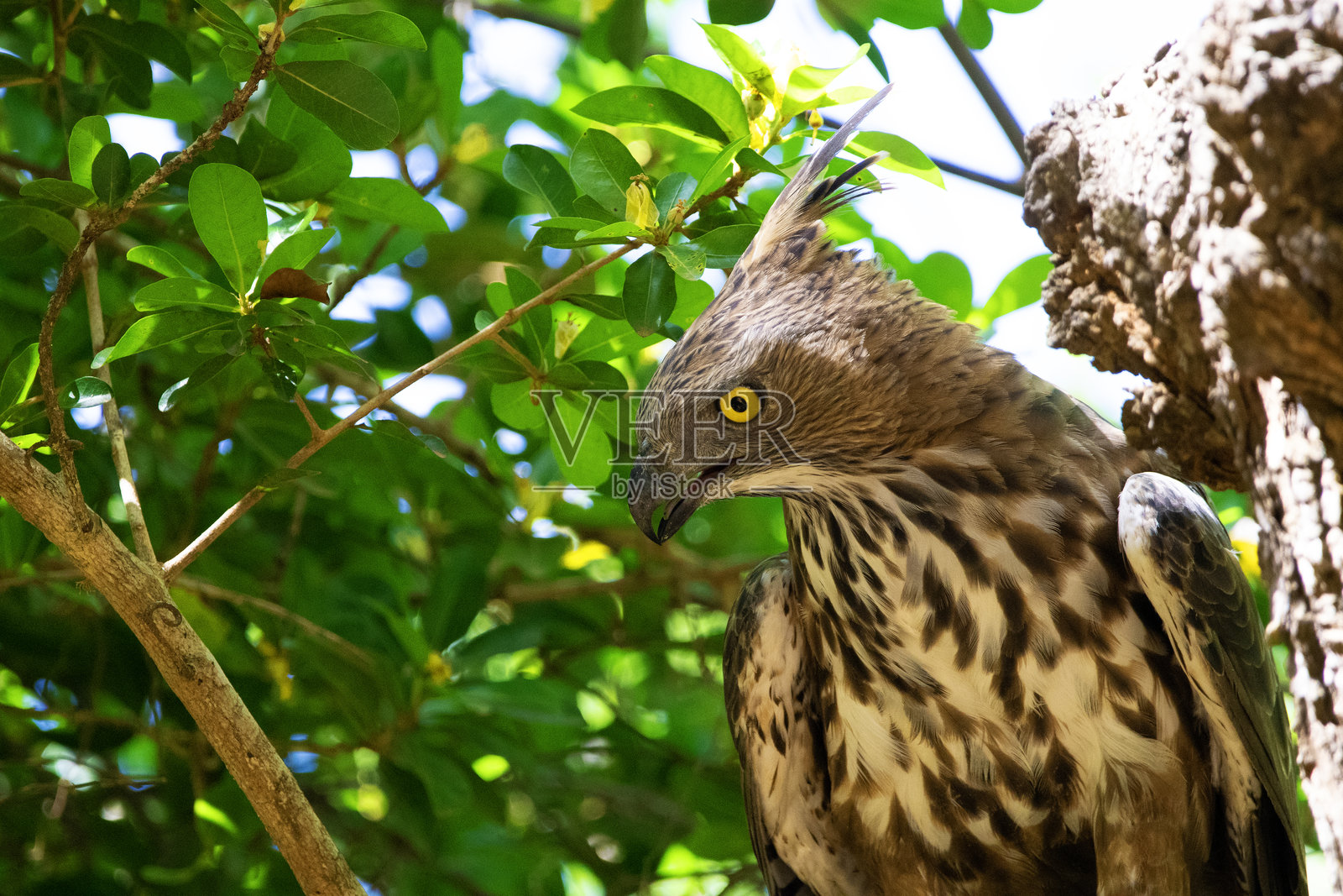 鹰冠雕的肖像。照片摄影图片