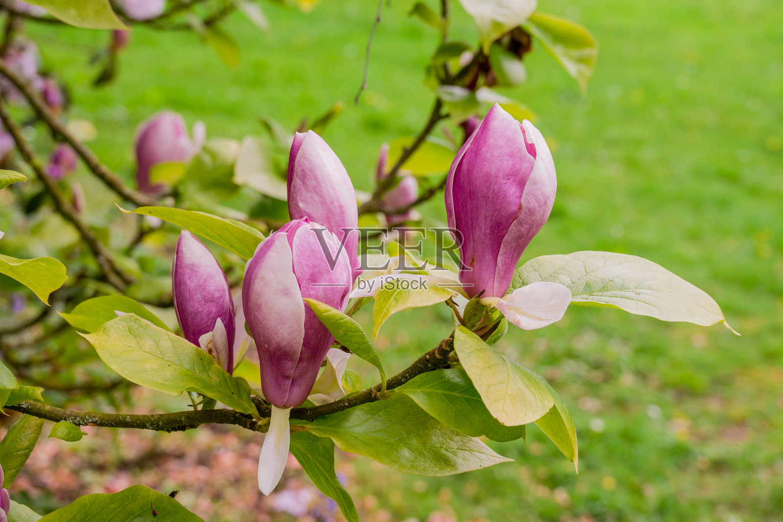 春天的背景与春季花卉照片摄影图片