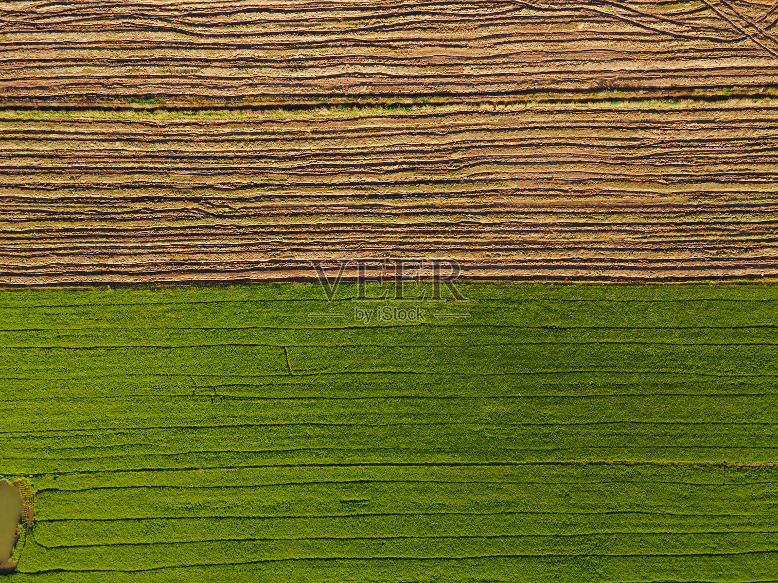 稻田的鸟瞰图，展示绿色和黄色的区域，部分收割。农业概念。对称布局。照片摄影图片