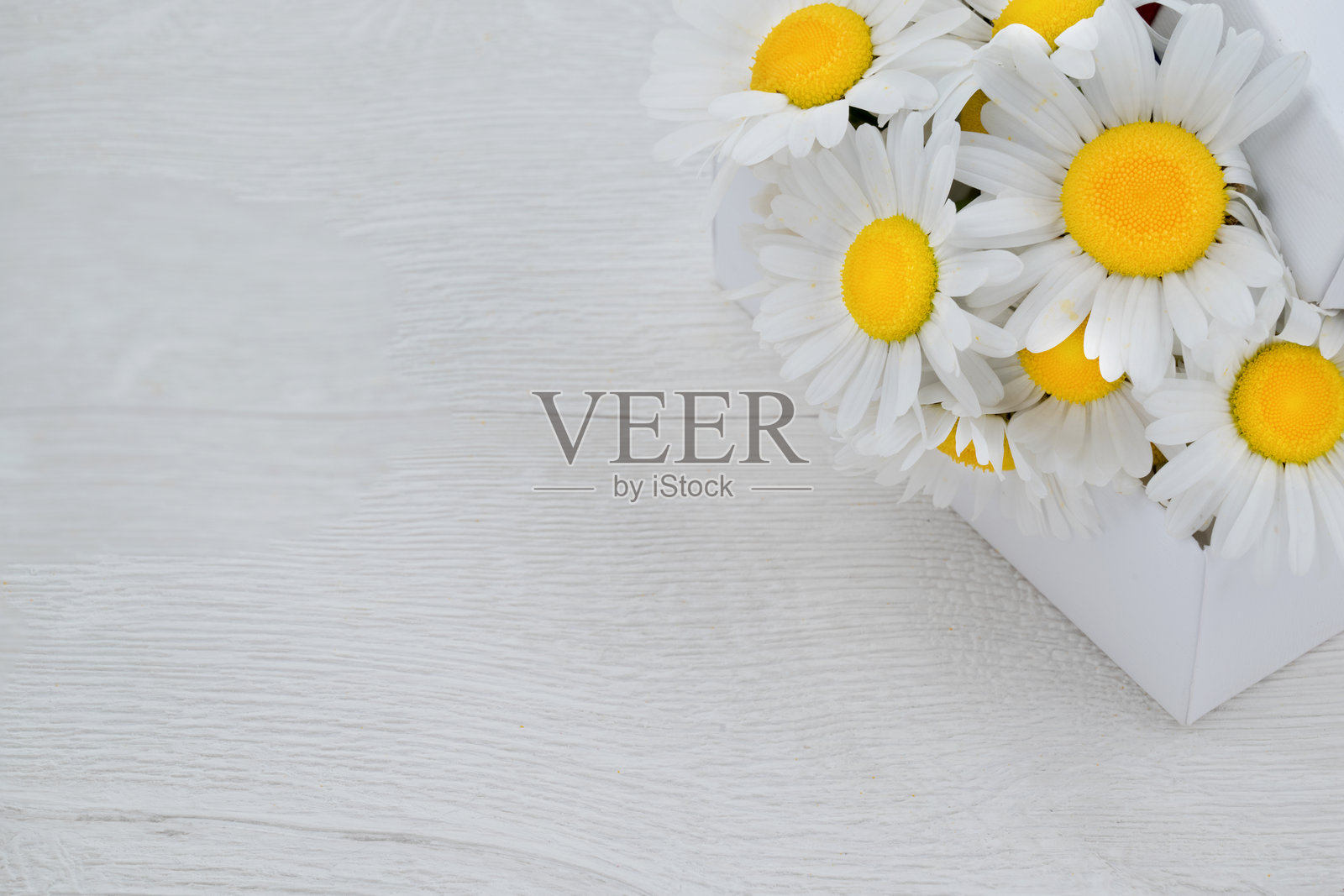 花园中生长的香草照片照片摄影图片