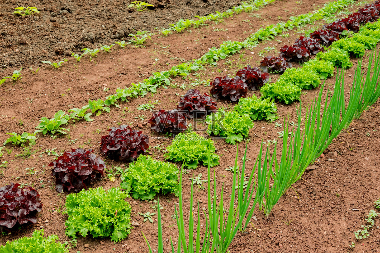 花园中生长的生菜照片照片摄影图片