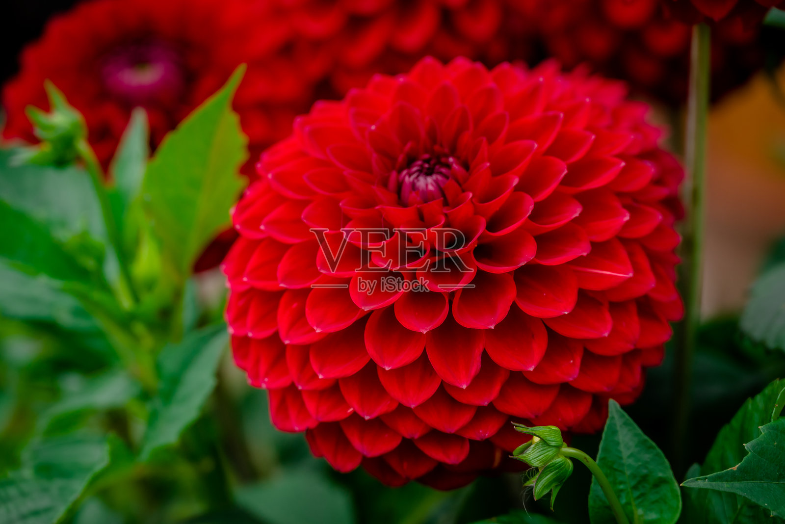 秋天花园中盛开的美丽花朵照片摄影图片