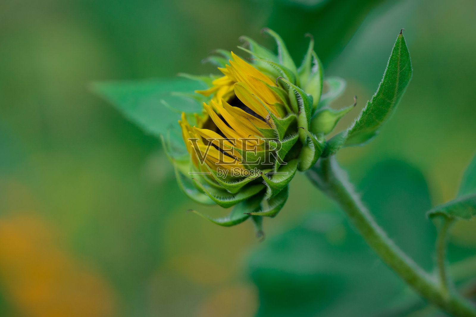 秋季花园中盛开的美丽花朵照片摄影图片