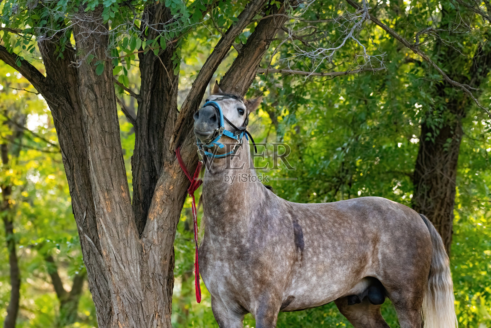 公园里套马的马照片摄影图片