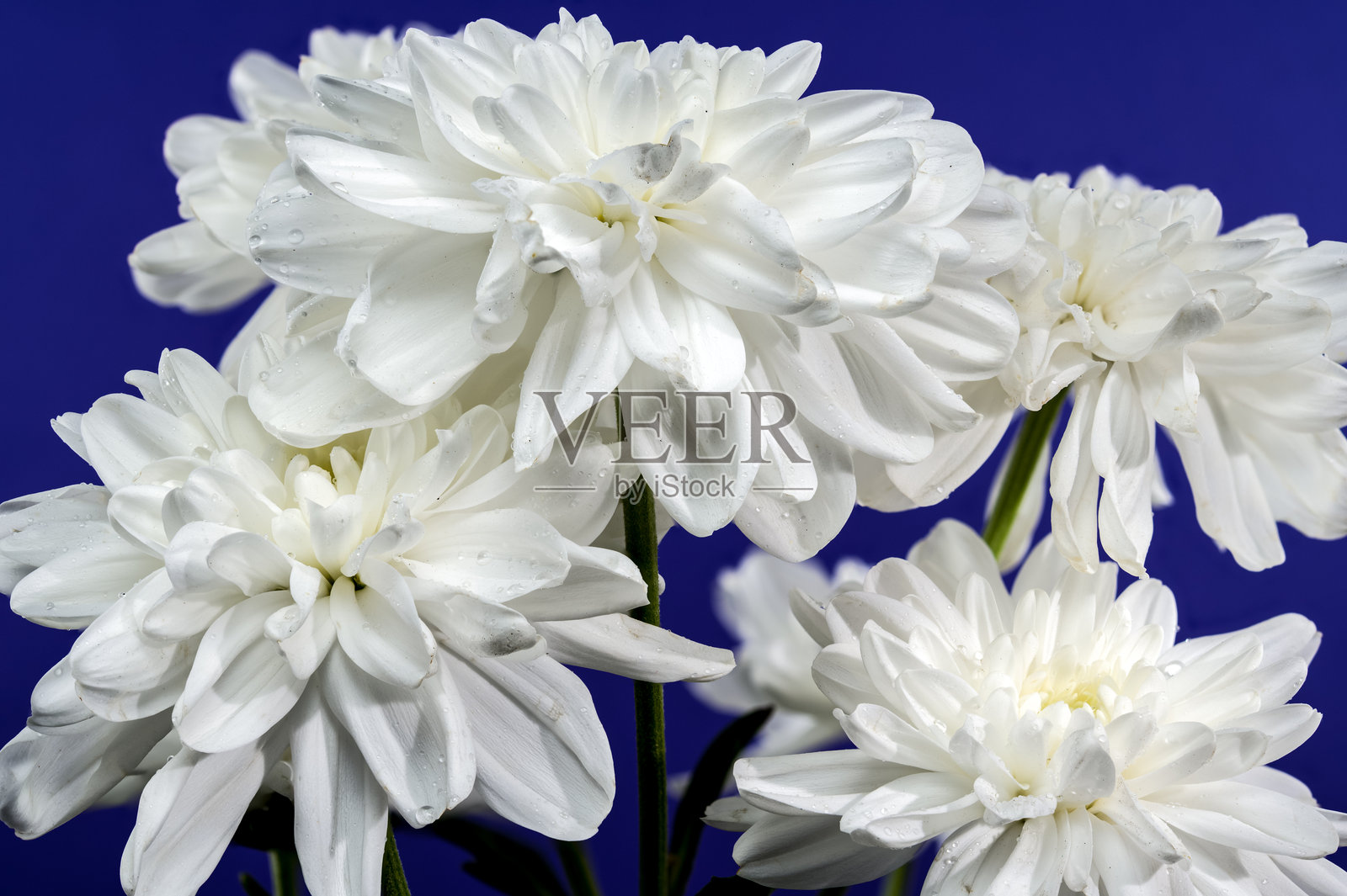 蓝色背景上的白色菊花照片摄影图片