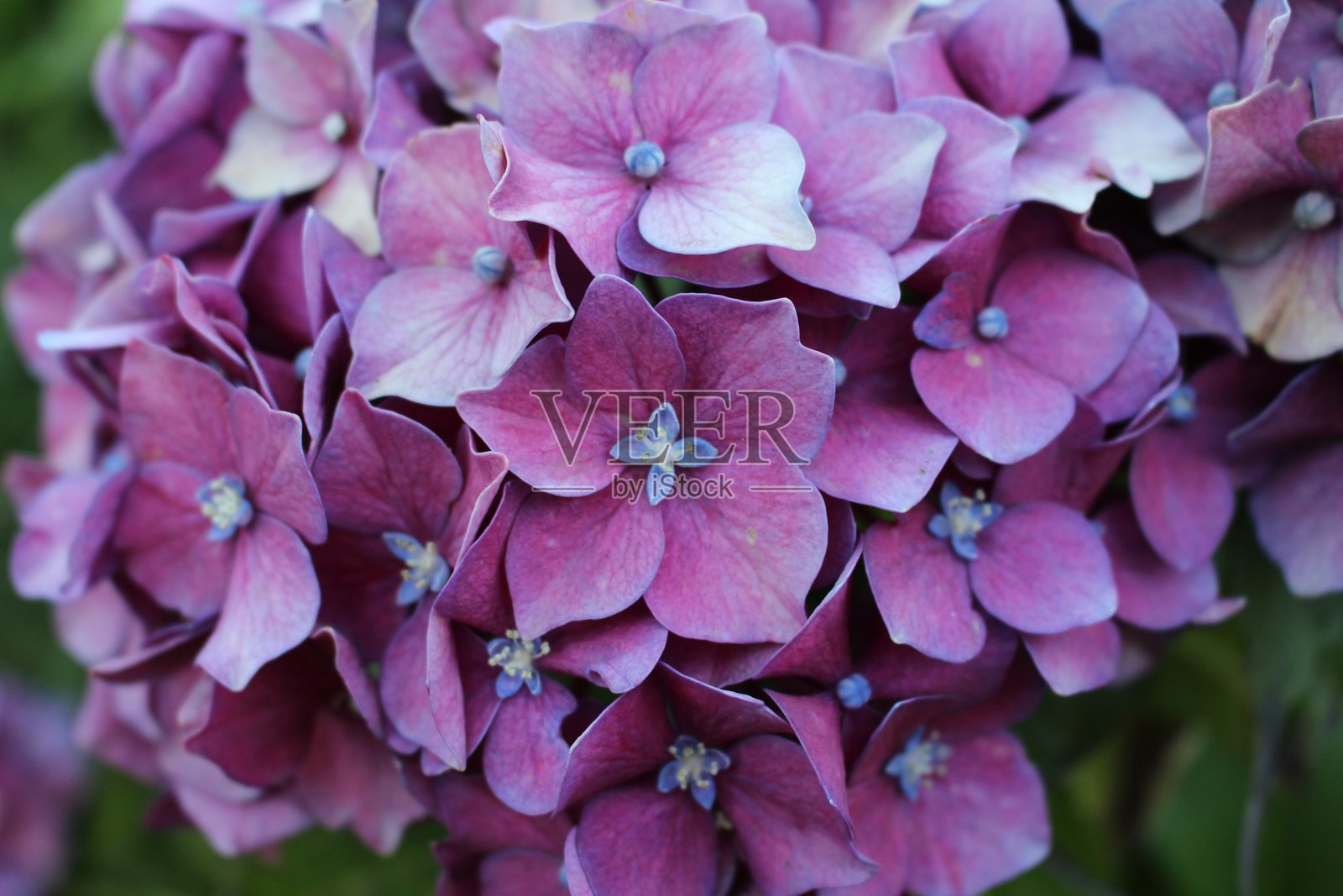 美丽的粉紫色绣球花。照片摄影图片