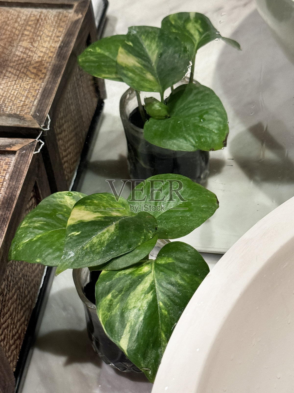 浴室室内植物的图片 / 魔鬼常春藤和发财树 / 吊兰 / 新鲜的室内植物用于浴室装饰照片摄影图片