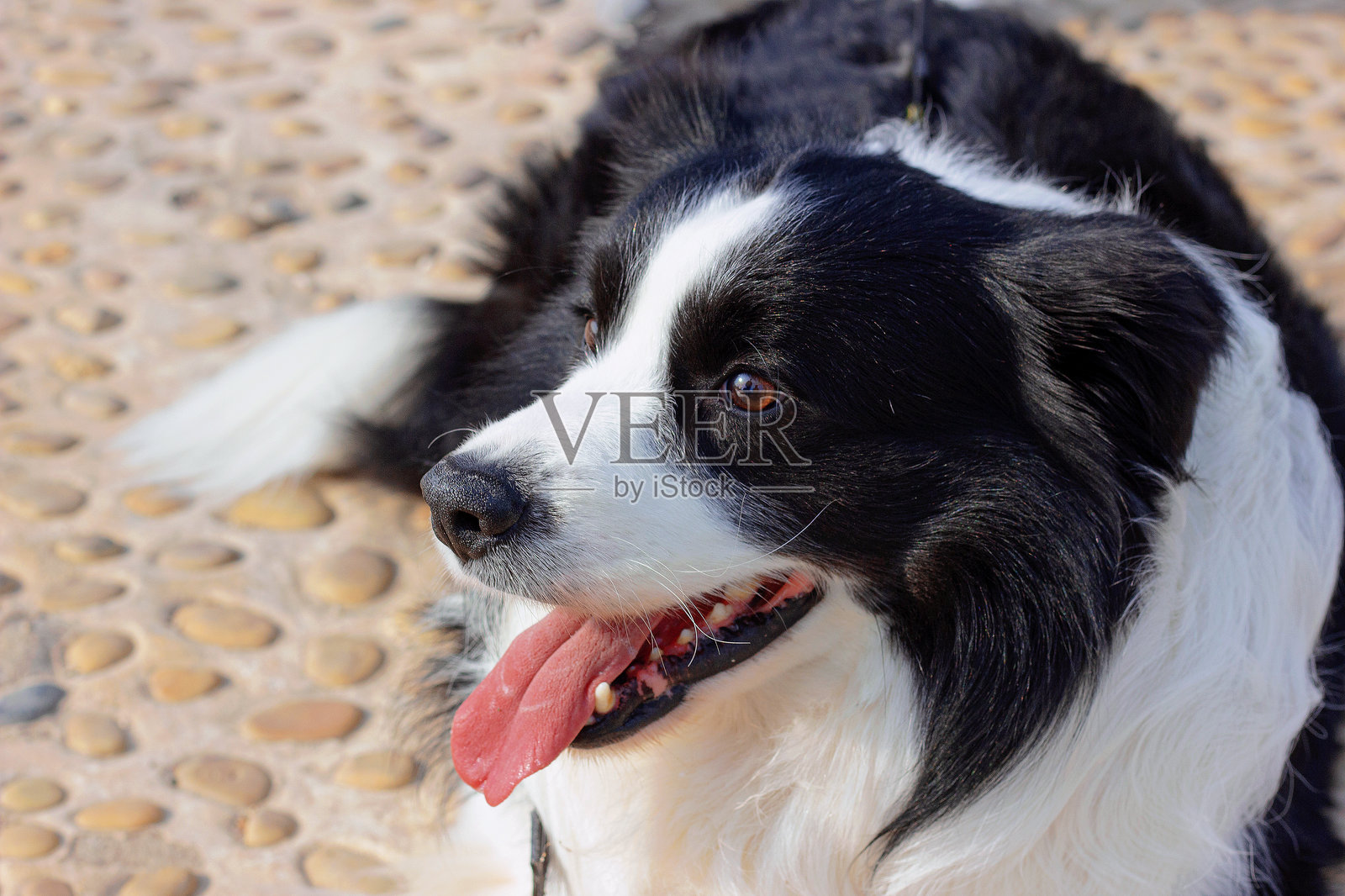 边境牧羊犬躺在卵石上，近距离注视主人的头部照片摄影图片