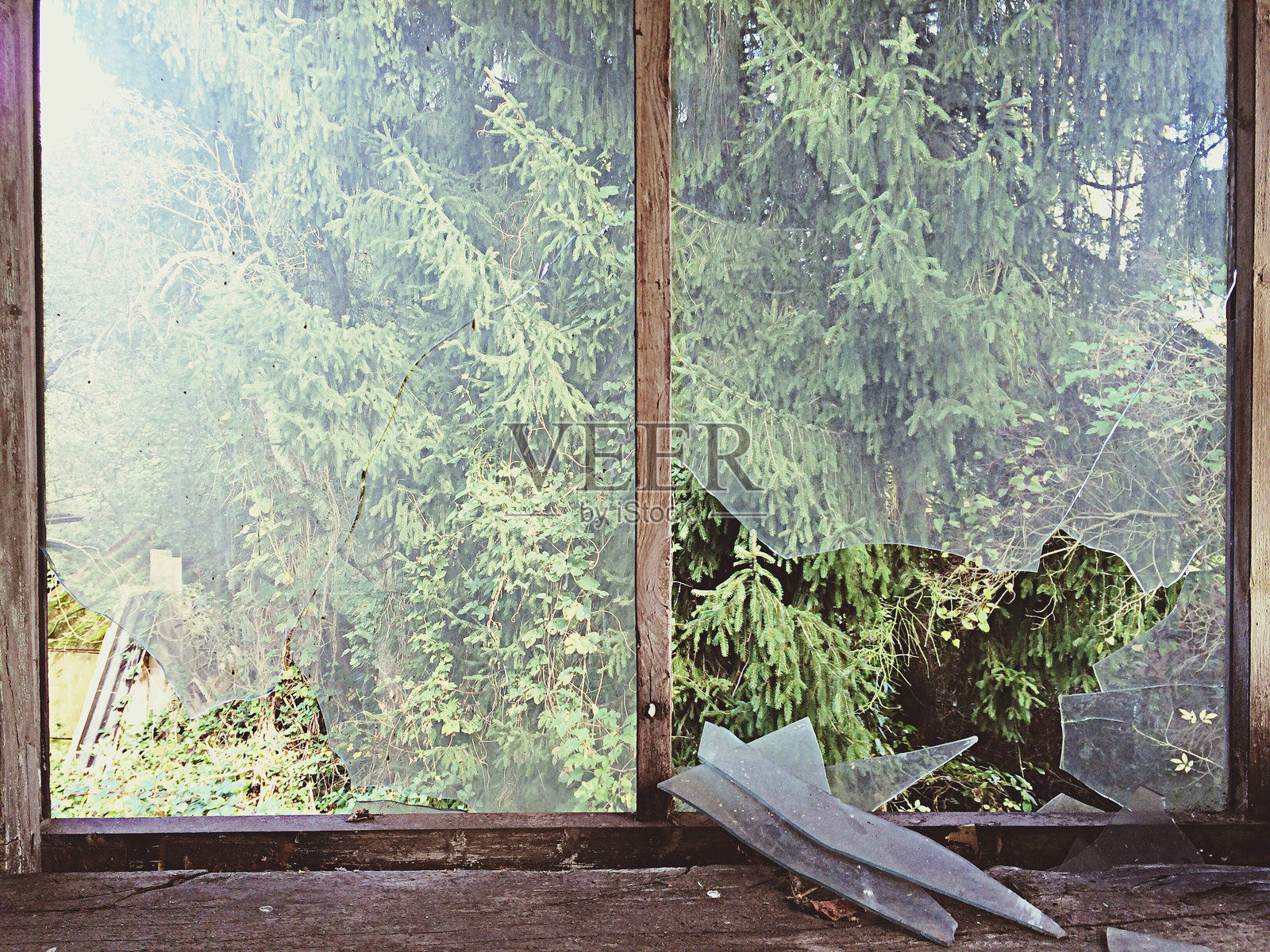 透过破碎窗玻璃看到的树木照片摄影图片