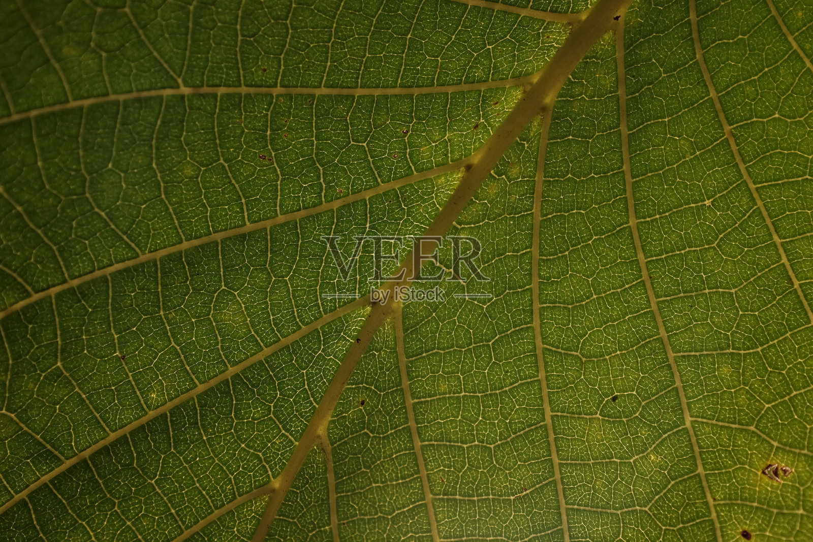 叶子上的水滴特写镜头照片摄影图片