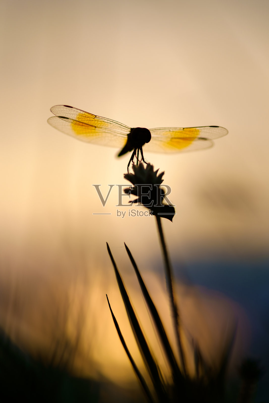 花朵上的昆虫特写照片摄影图片