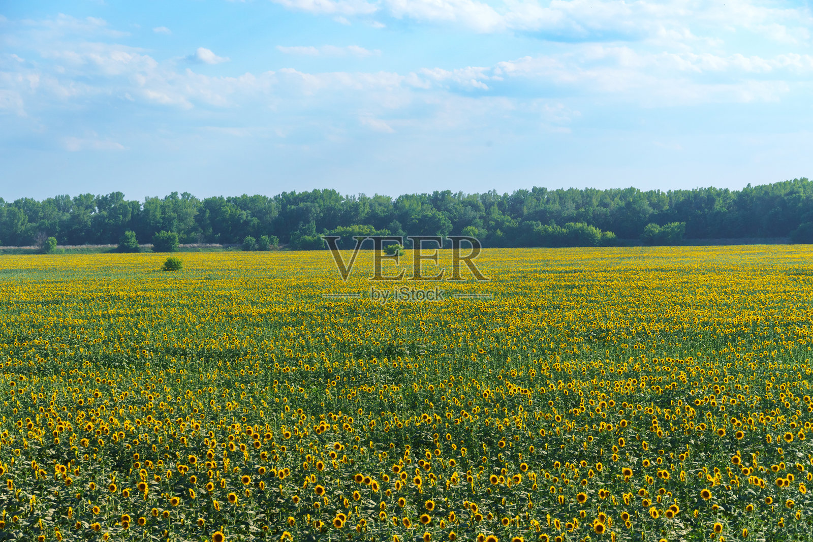 向日葵田和夏季自然，美丽的阳光景观照片摄影图片