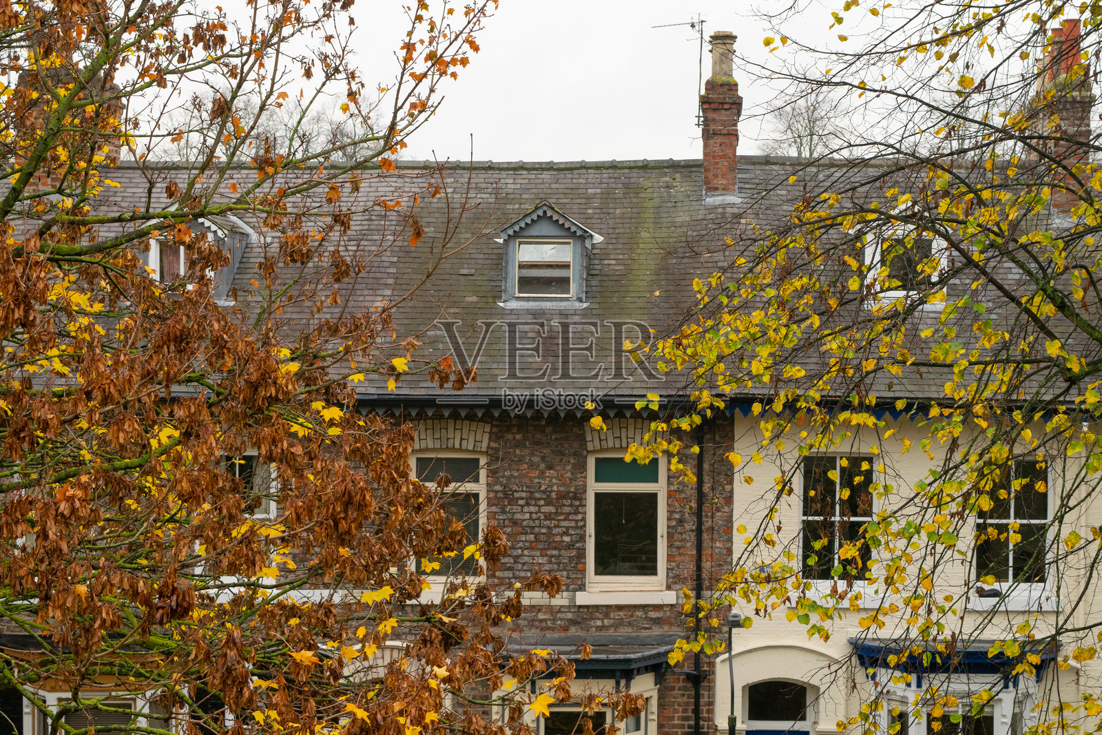 约克，英格兰的排屋屋顶上的阁楼扩展窗户，背景是黄色的树叶。照片摄影图片